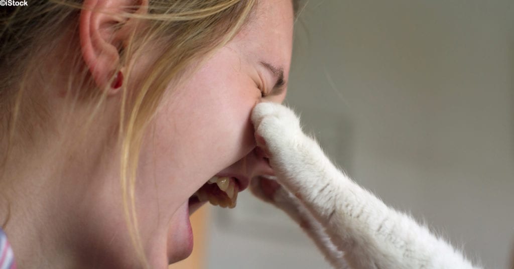 How to Properly Hold a Cat, According to a Vet