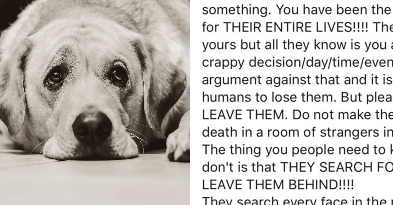 Veterinarian Shares What Happens In Pet's Dying Final Moments