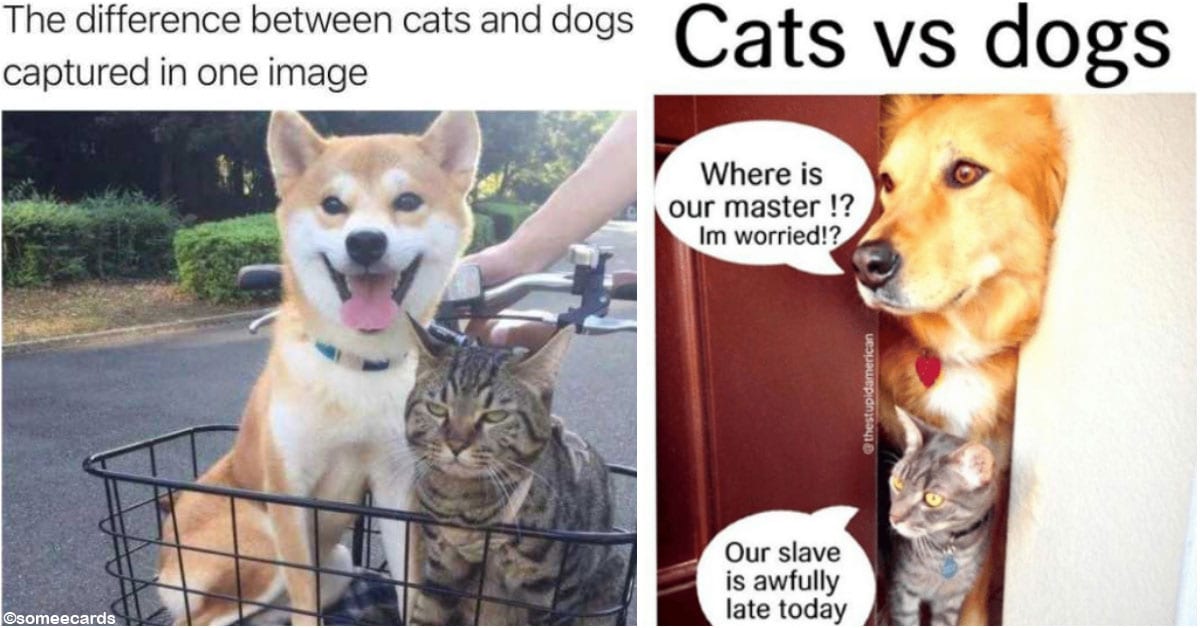 20 Funny Memes About Our Beloved Kitty Cats