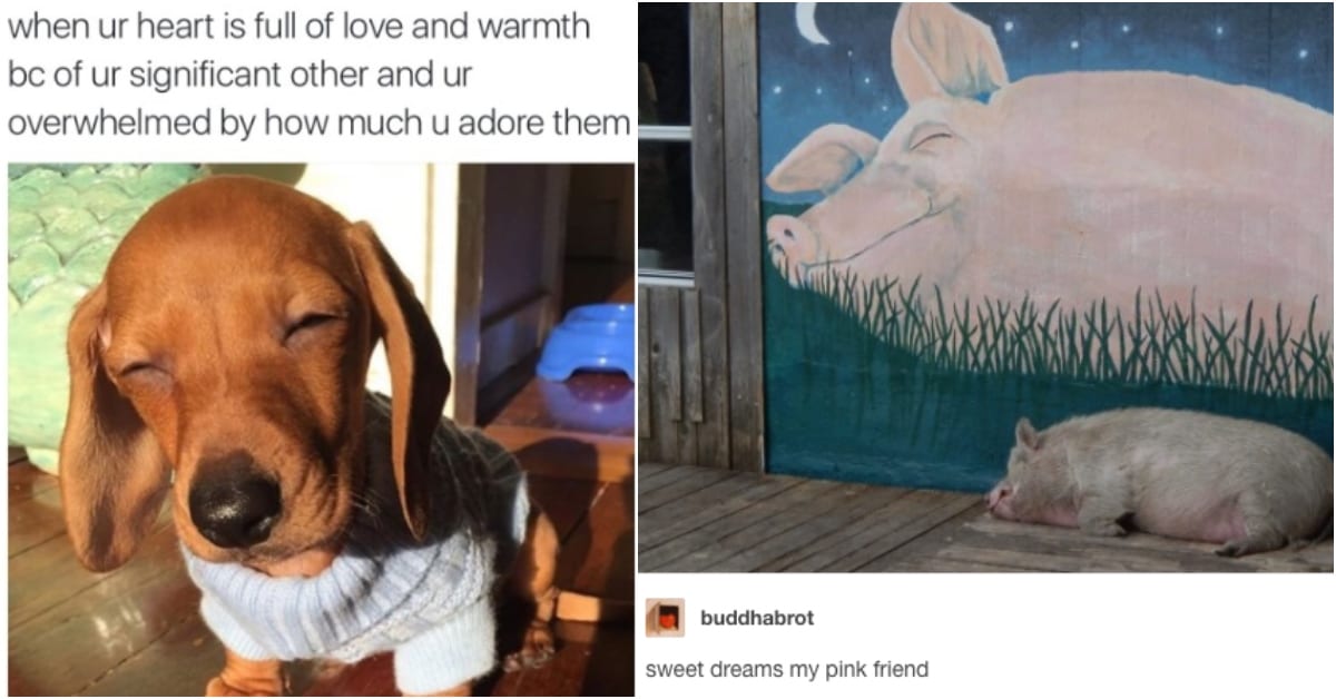 15 Wholesome Posts From Tumblr