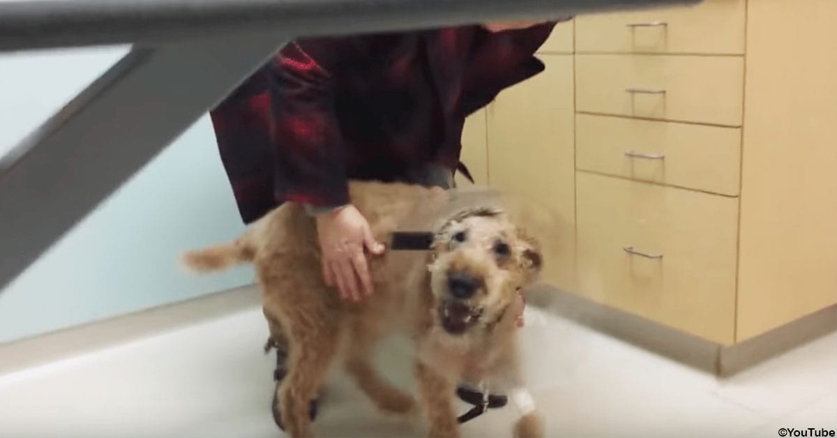 Blind Dog Has Surgery to Get Eyesight Back, Sees His Family Again for