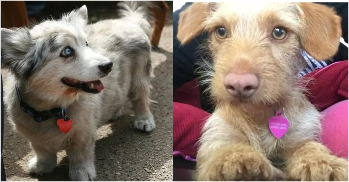 15 MixedBreed Dogs That You May Not Have Heard Of