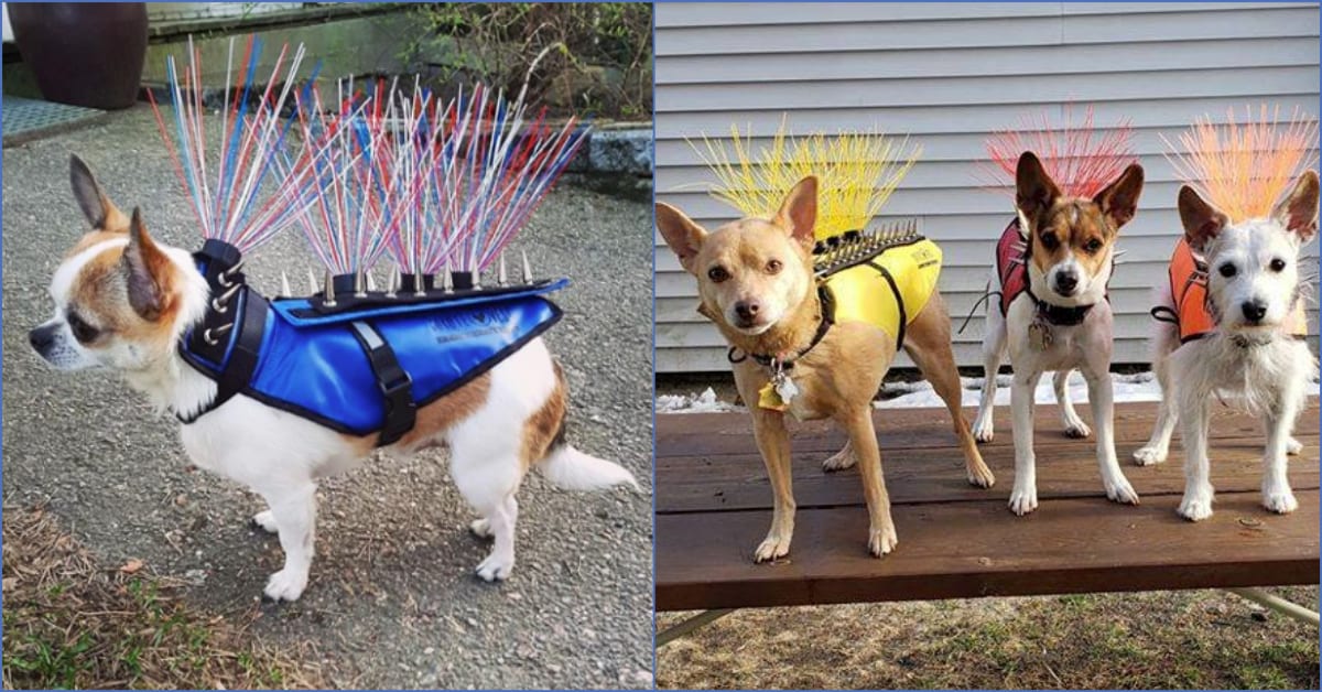 These Metal Spike Vests Help Protects Your Dogs