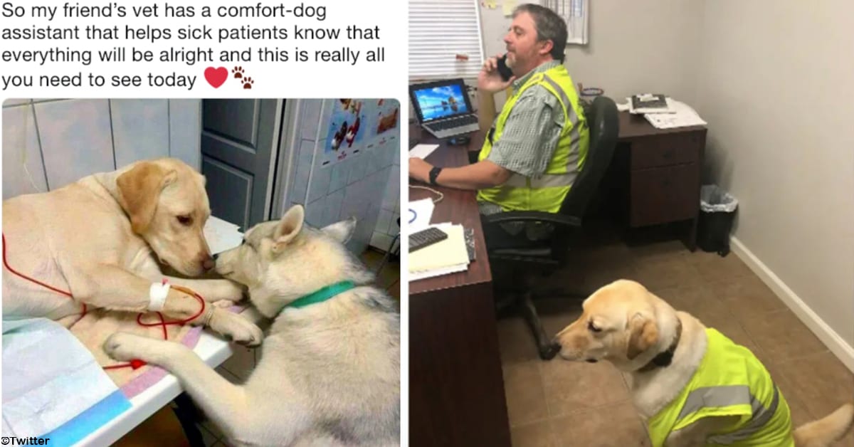 15 Dogs Who Are Very Good Boys