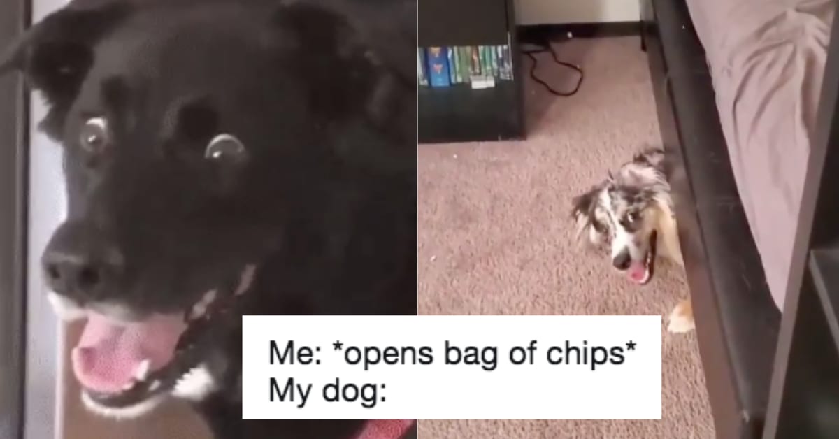 People Shared Videos of Their Dogs Reacting to the Sound of a Chip Bag