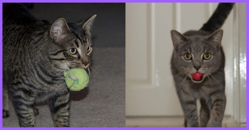 10 Tweets that Prove Cats Can Play Fetch Too