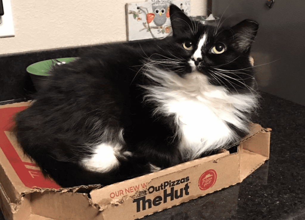 10 Cats Who Traded In Their Beds For Pizza Boxes