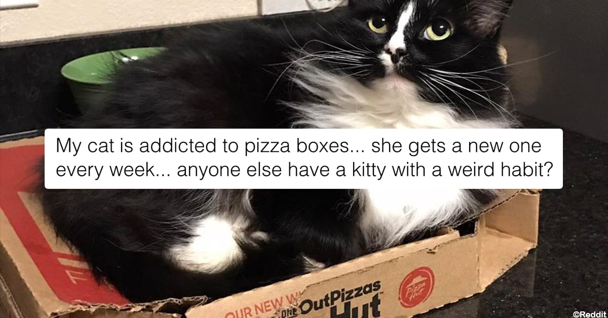 10 Cats Who Traded In Their Beds For Pizza Boxes