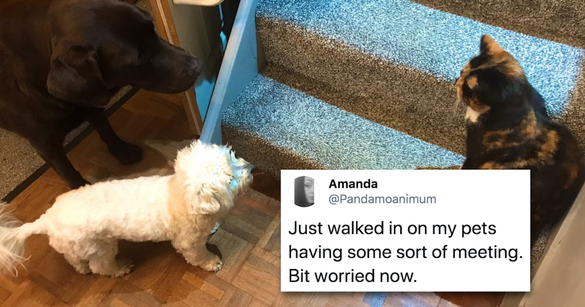 14 Animal Tweets that Are Wholesome and Funny