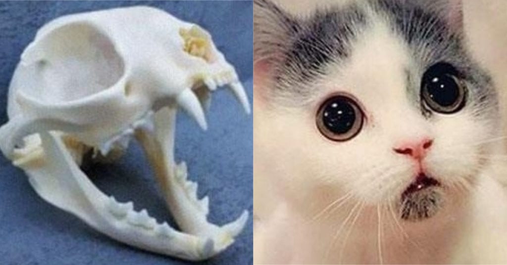 14 Animals Who Look Nothing Like Their Bones